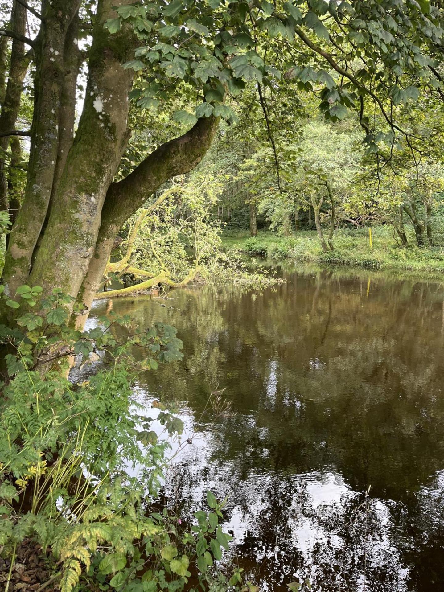 Riverbank Campsite Dollar